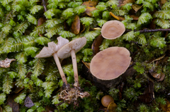 Collybiopsis rimutaka