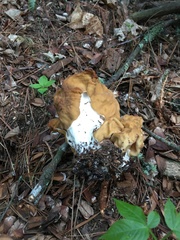 Gyromitra korfii