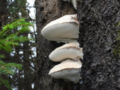 Spongipellis spumeus