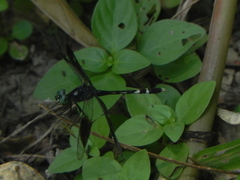 Erythrodiplax attenuata