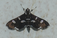 Bocchoris
