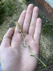 Gamochaeta argyrinea