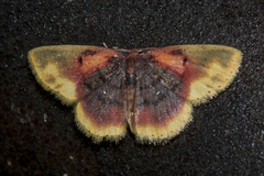 Chrysocraspeda dysmothauma