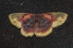 Chrysocraspeda dysmothauma