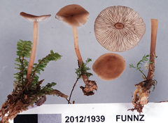 Collybiopsis rimutaka