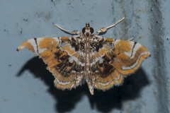 Musotima suffusalis