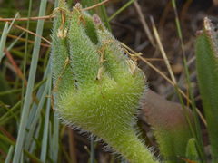 Delosperma sutherlandii