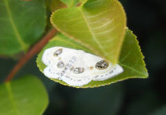 Problepsis eucircota