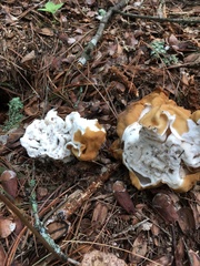 Gyromitra korfii