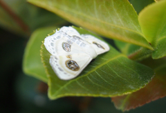 Problepsis eucircota