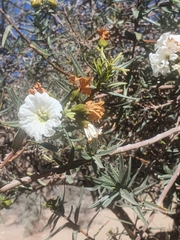 Cordia decandra