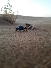 Physosterna cribripes