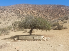 Cordia decandra