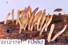 Calocera fusca
