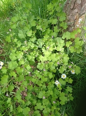 Geranium