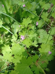 Geranium