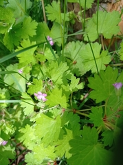 Geranium