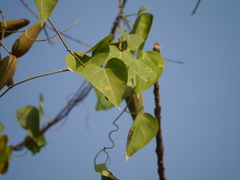 Wattakaka volubilis