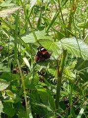 Vanessa atalanta
