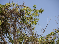Wattakaka volubilis