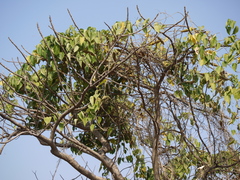 Wattakaka volubilis