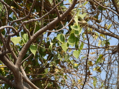 Wattakaka volubilis
