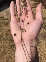 Taenidia integerrima