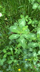 Trifolium pratense