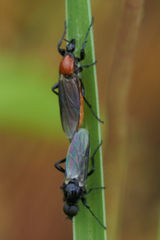 Bibio hortulanus