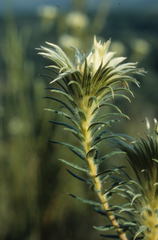 Phylica pubescens