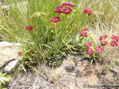 Crassula alba