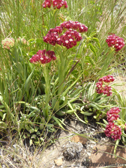 Crassula alba