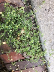 Galium virgatum