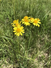 Tephroseris integrifolia integrifolia