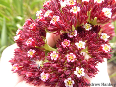 Crassula alba