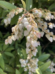 Pieris japonica