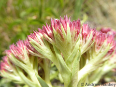 Crassula alba