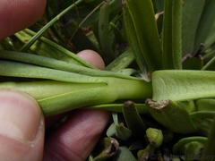 Crassula alba