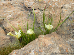 Colchicum striatum