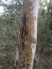 Ochna arborea