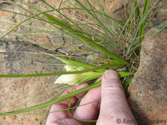 Colchicum striatum