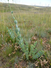 Lopholaena segmentata