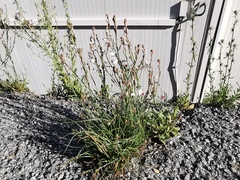 Asphodelus fistulosus