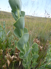 Lopholaena segmentata