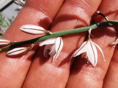 Asphodelus fistulosus