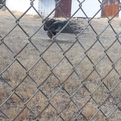 Pavo cristatus