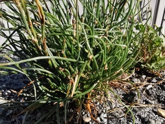 Asphodelus fistulosus