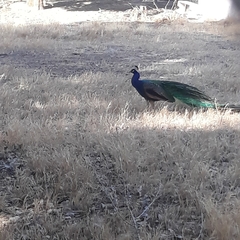 Pavo cristatus