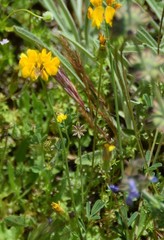 Hippocrepis scabra