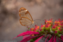 Greta morgane morgane